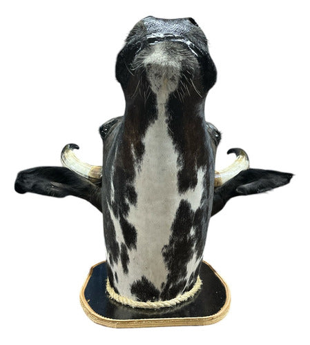 Decoração De Parede Cabeça De Boi Nelore Country Empalhada