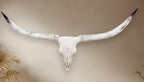 Crânio Real de Touro - Chifre LongHorn