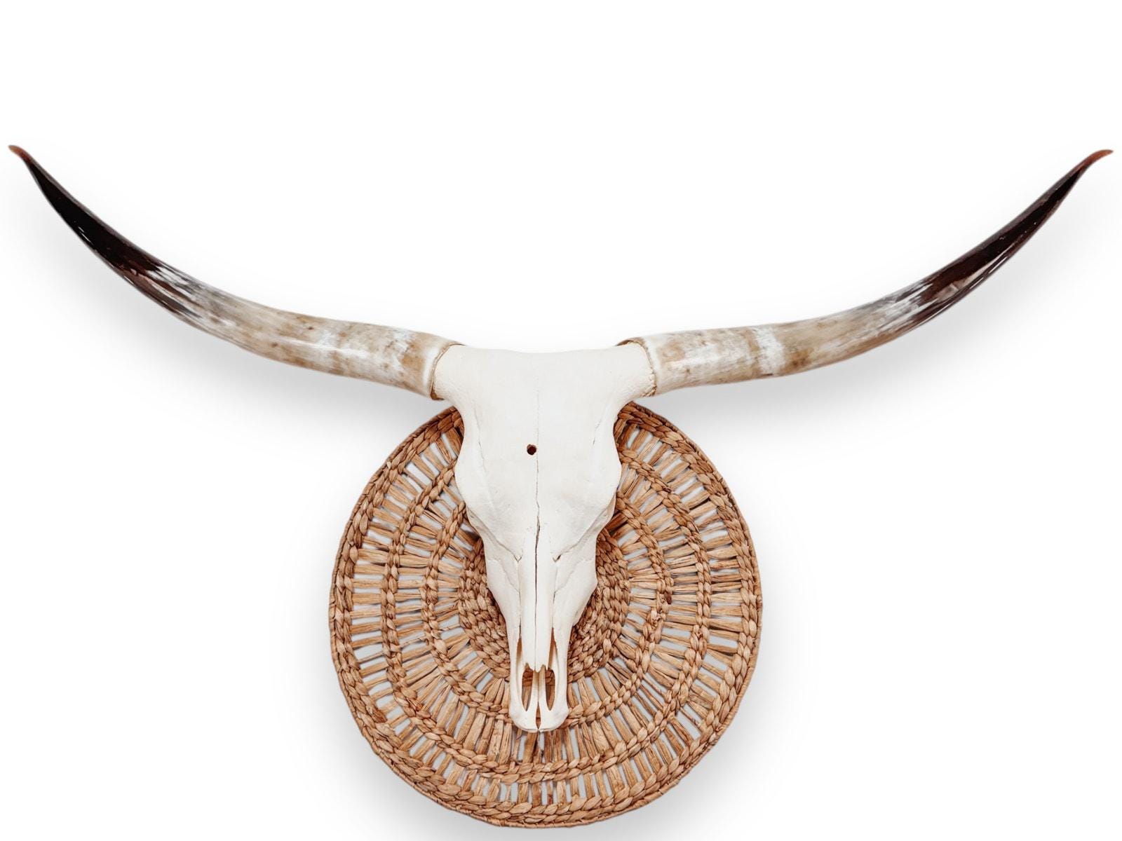 Crânio Real de Touro - Chifre LongHorn